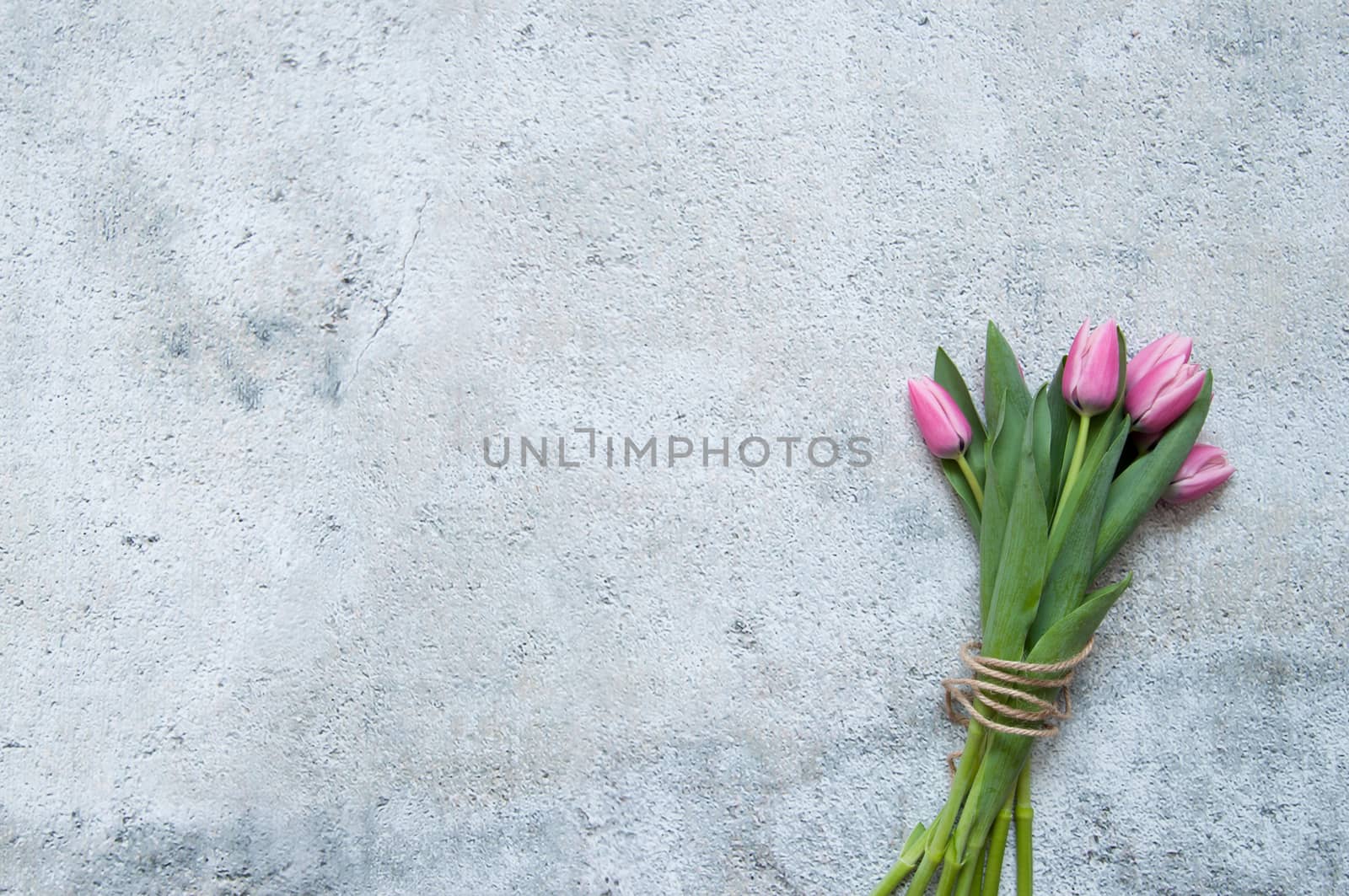 Pink tulips by unikpix