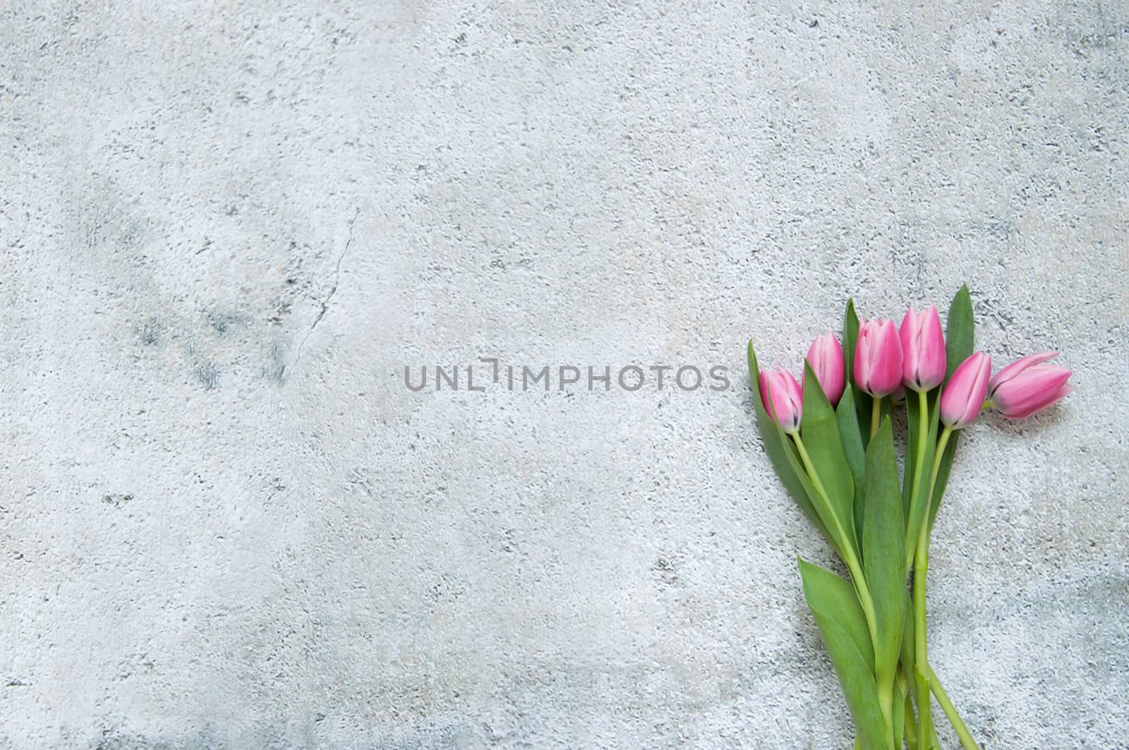 Spring pink tulips with over a shabby chique background