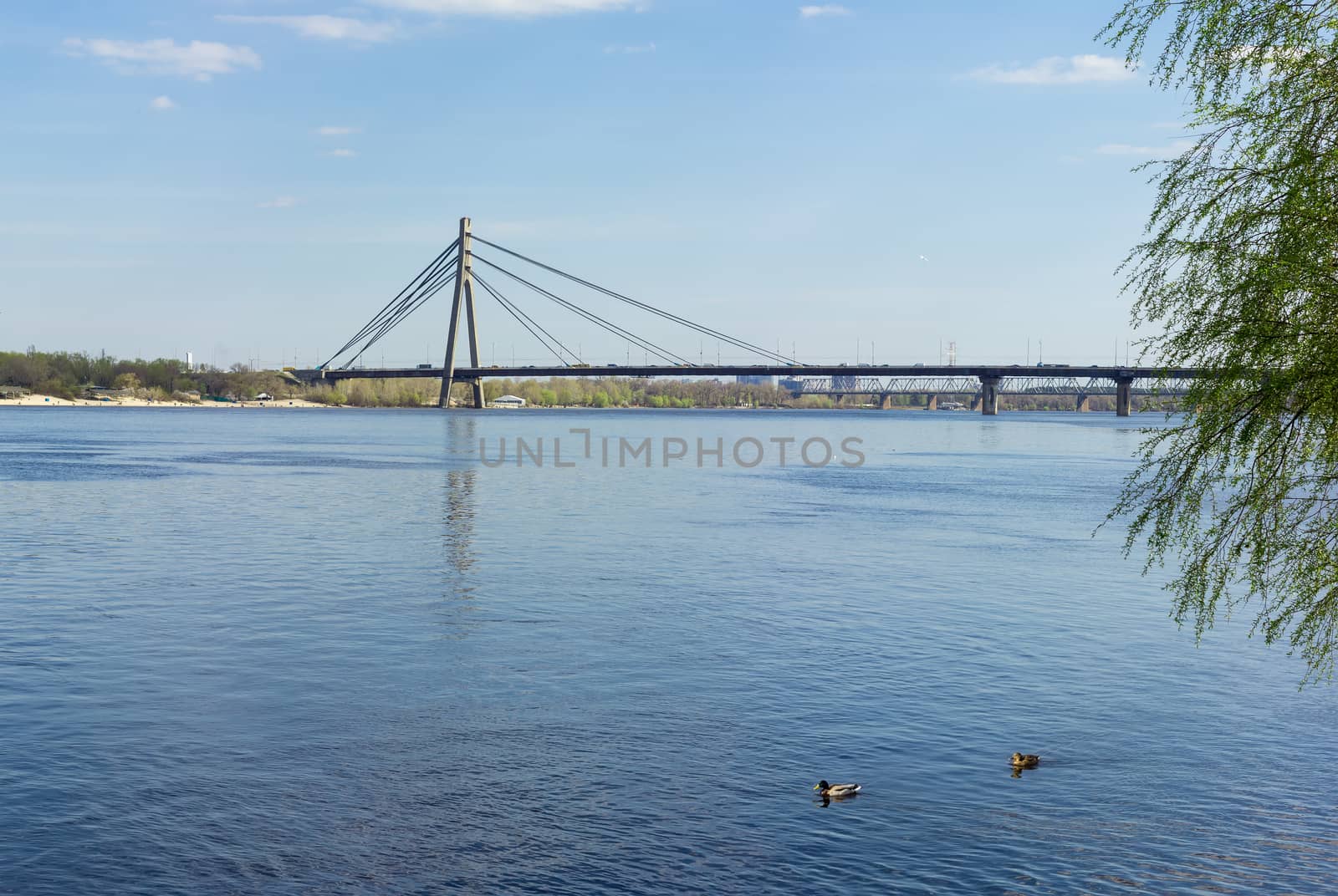 Wide river with two ducks in the foreground, car cable-stayed bridge and railroad lattice truss bridge on the background in early spring
