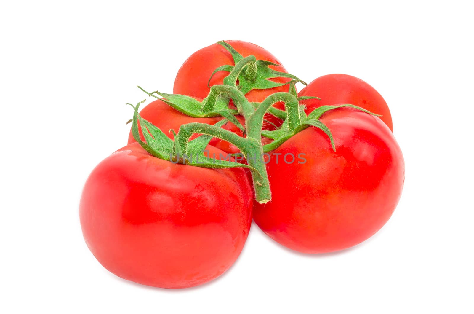 Branch of the ripe red tomatoes with droplets of dew closeup on a light background
