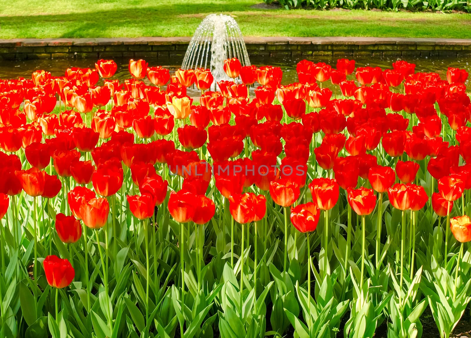 Flower bed of the red tulips on the background of channel with small fountain in Keukenhof Park
