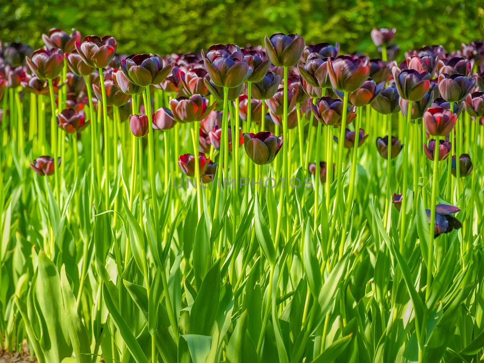 Black tulips on the flower bed closeup on a blurred background of trees in Keukenhof Park
