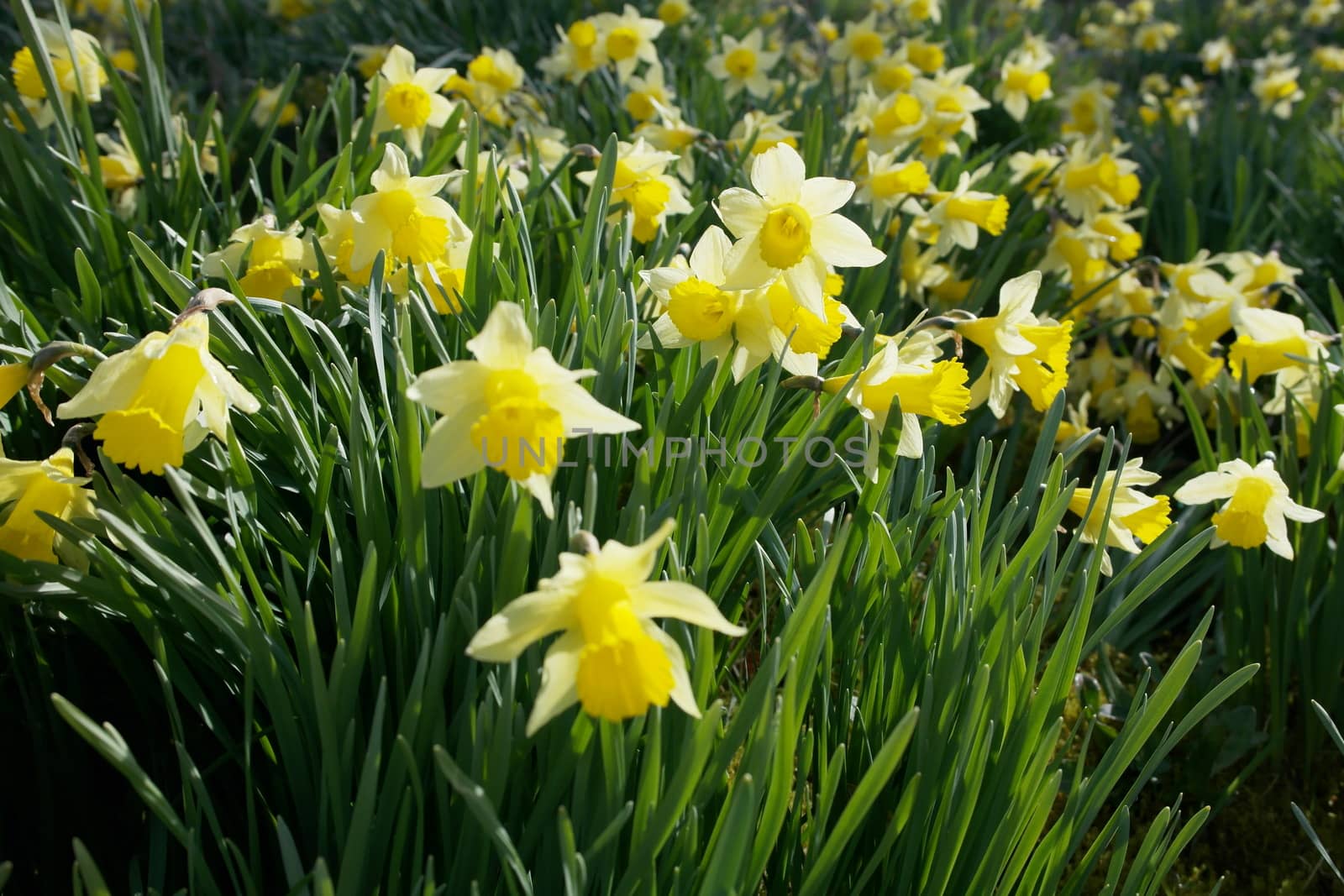 Yellow Easter Flowers