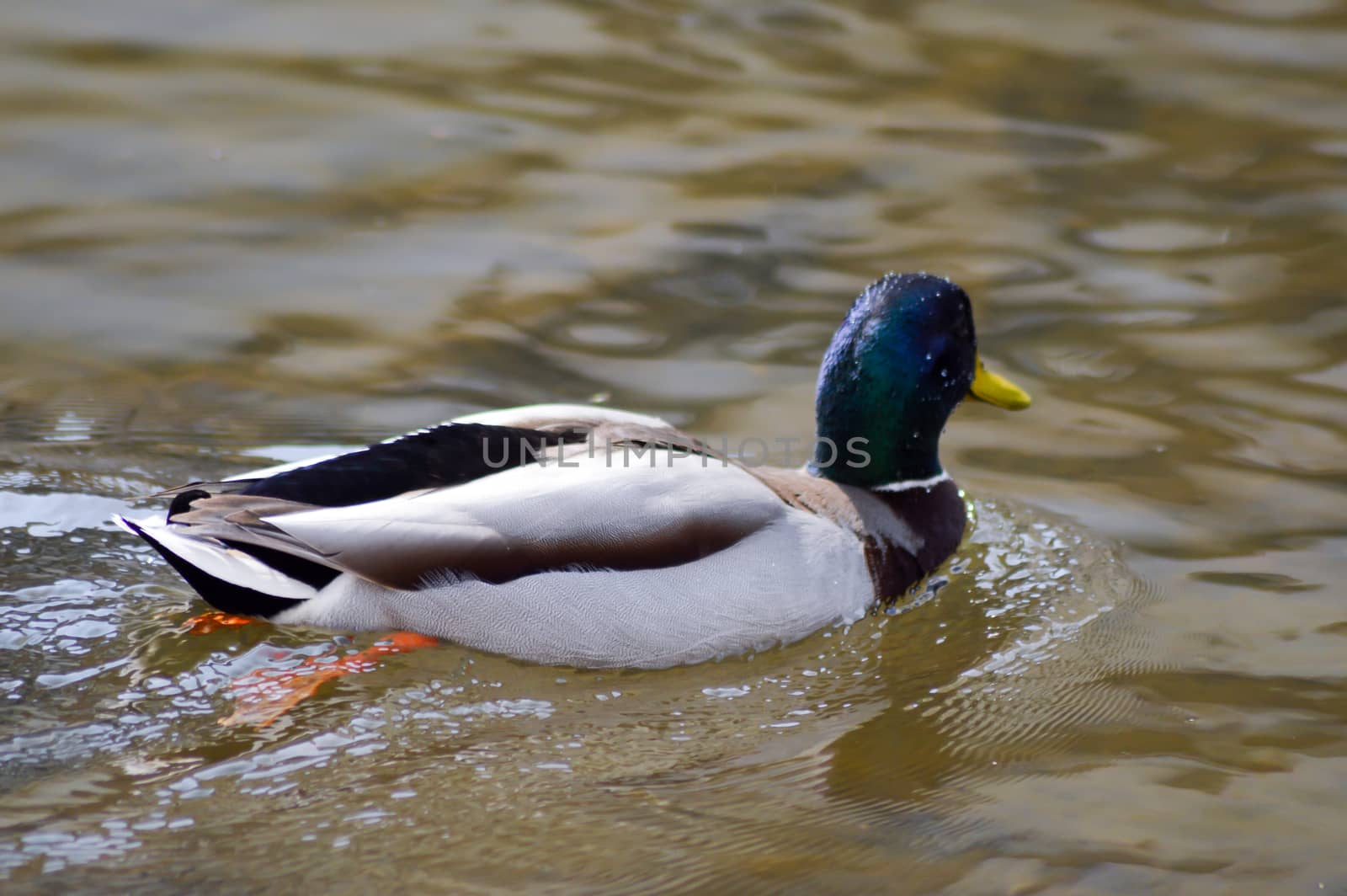 Duck with green collar on a water  by Philou1000