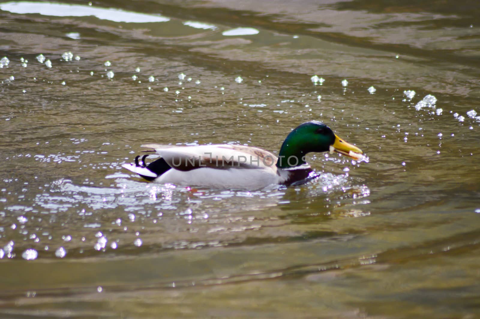 Duck with green collar on a water  by Philou1000