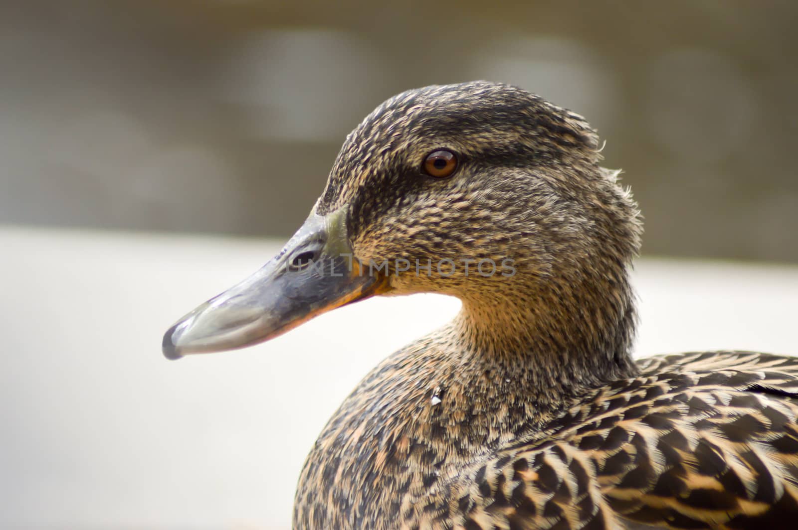 Duck of brown color on the banks of the Moselle in Luxembourg