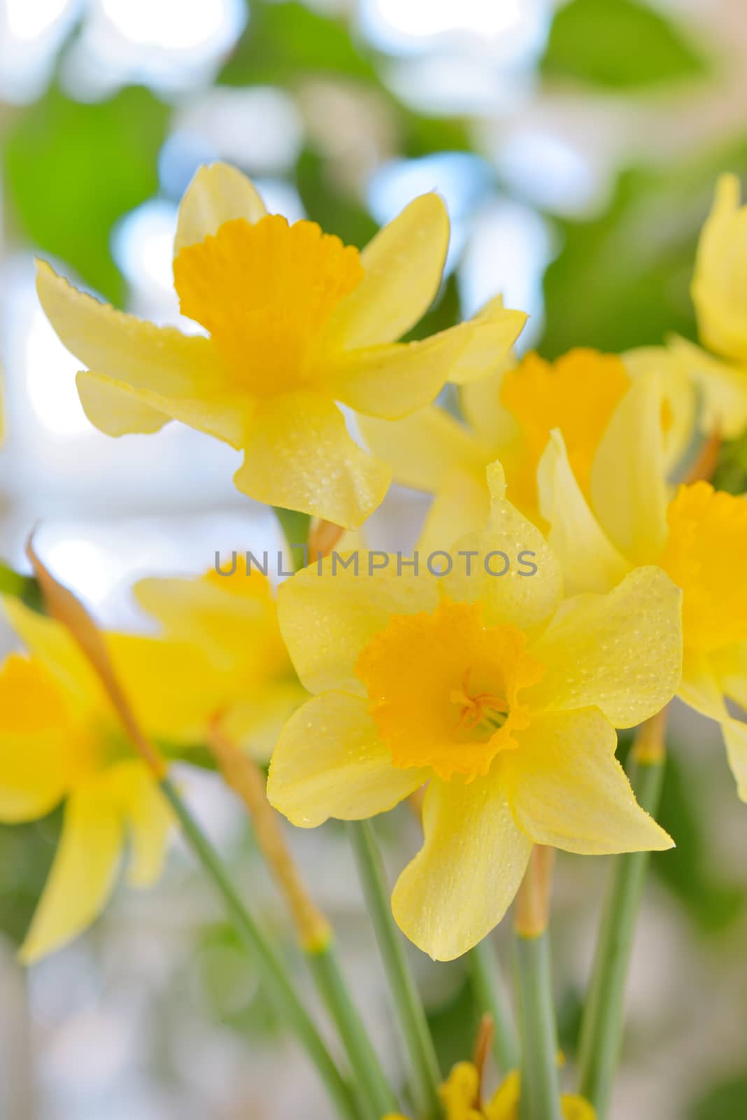 Macro of dafflodil flowers by mady70