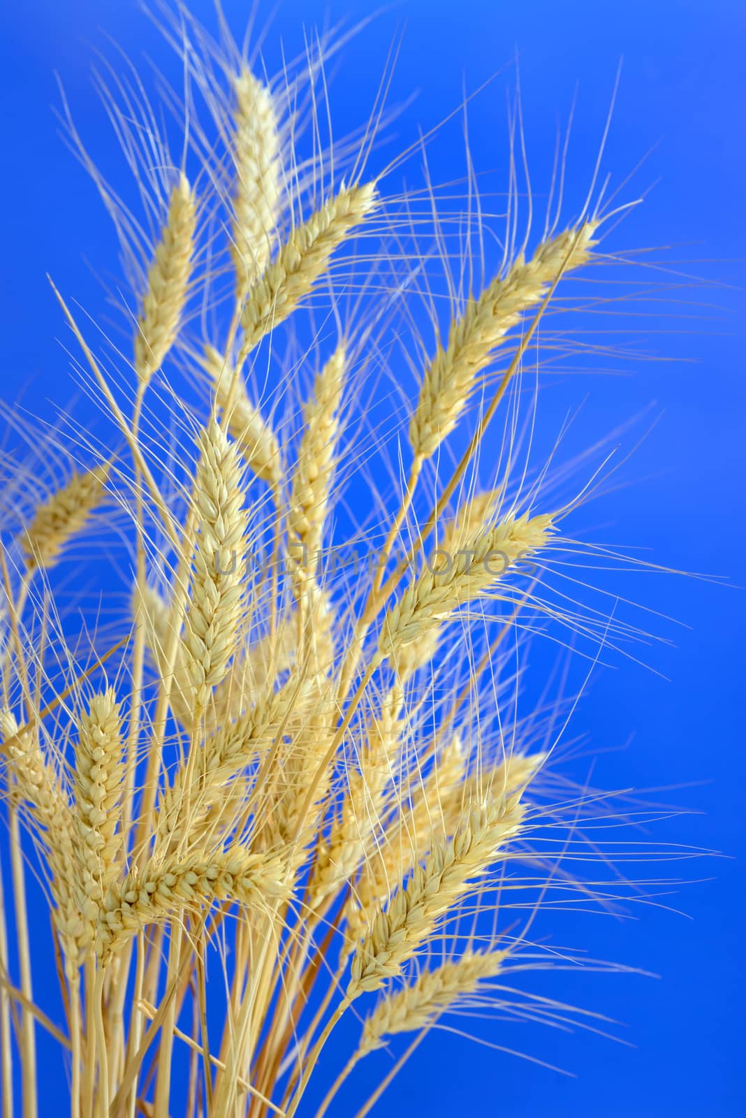 stems of ripe wheat by mady70