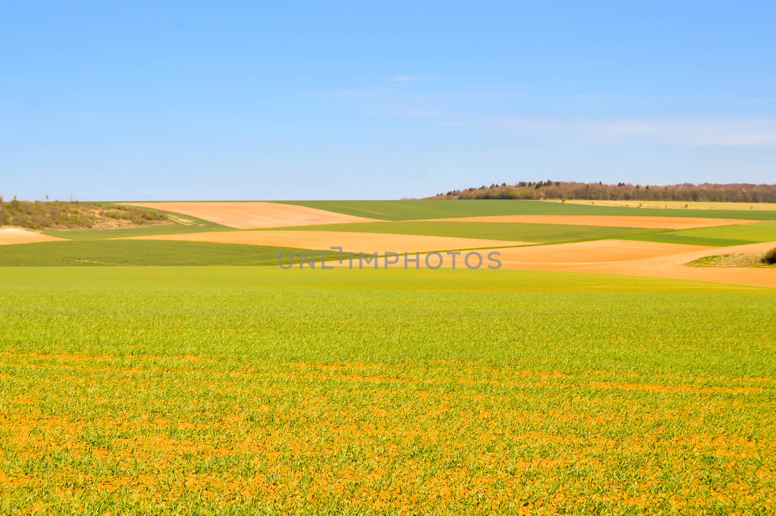 Meadows and crops in the countryside of the Meuse in France