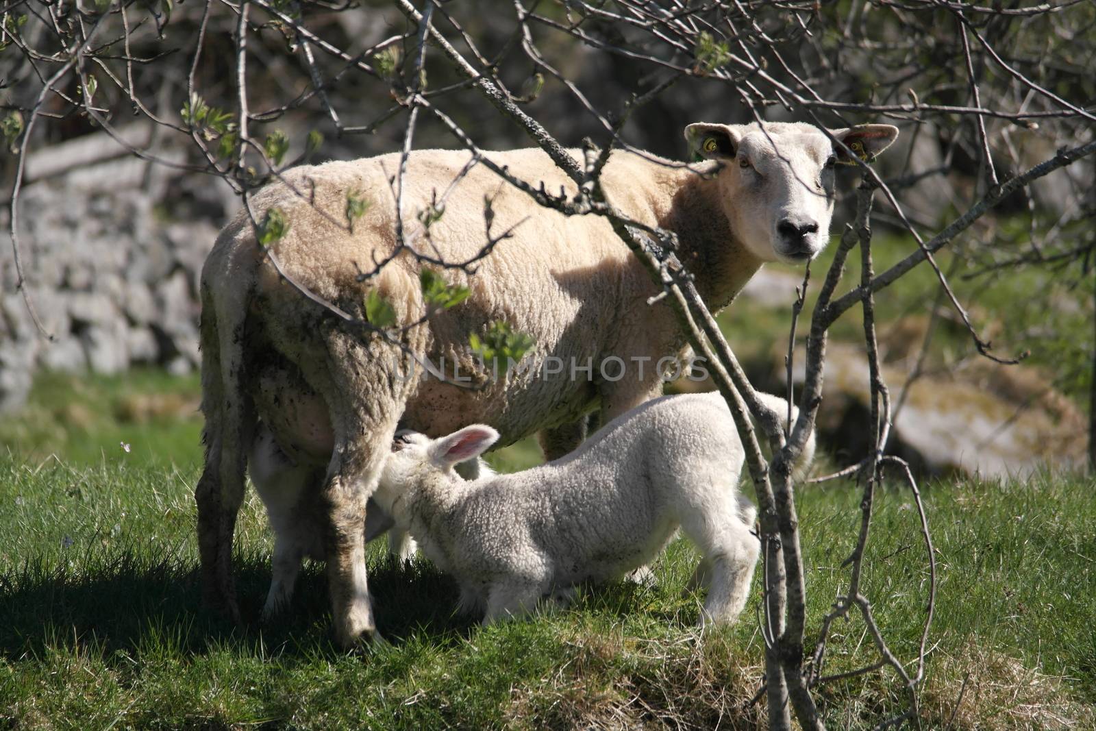 Mother sheep breastfeeding her two lambs.