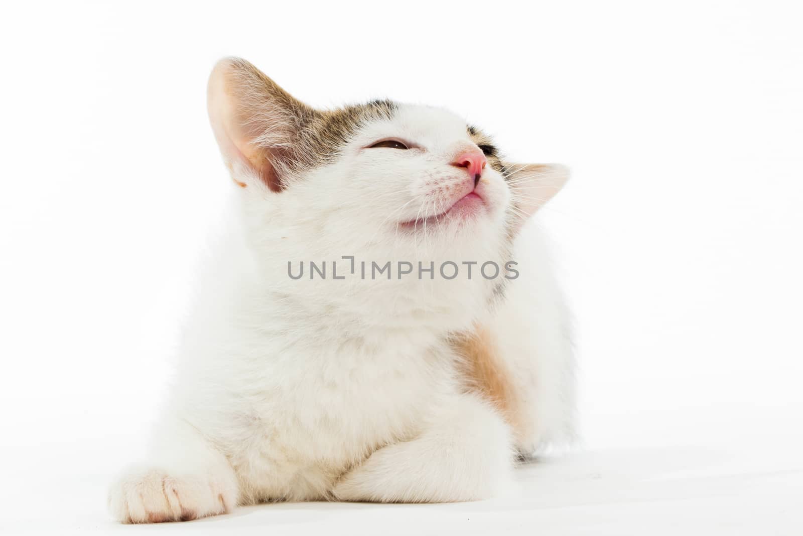 Studio shot of adorable young kitten with a happy smiling face