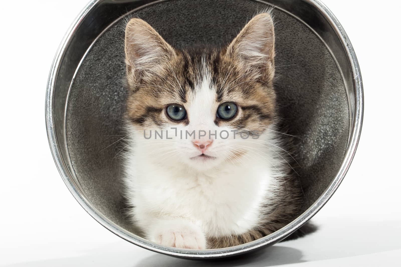 Studio shot of adorable young kitten sitting in reflector