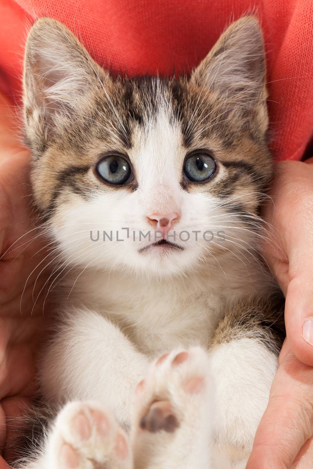 Studio shot of adorable young kitten lies in the hands