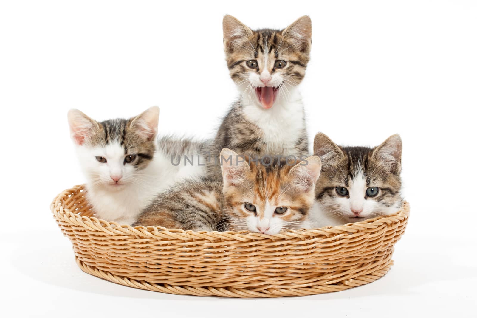 Studio shot of four young kittens lying in the basket