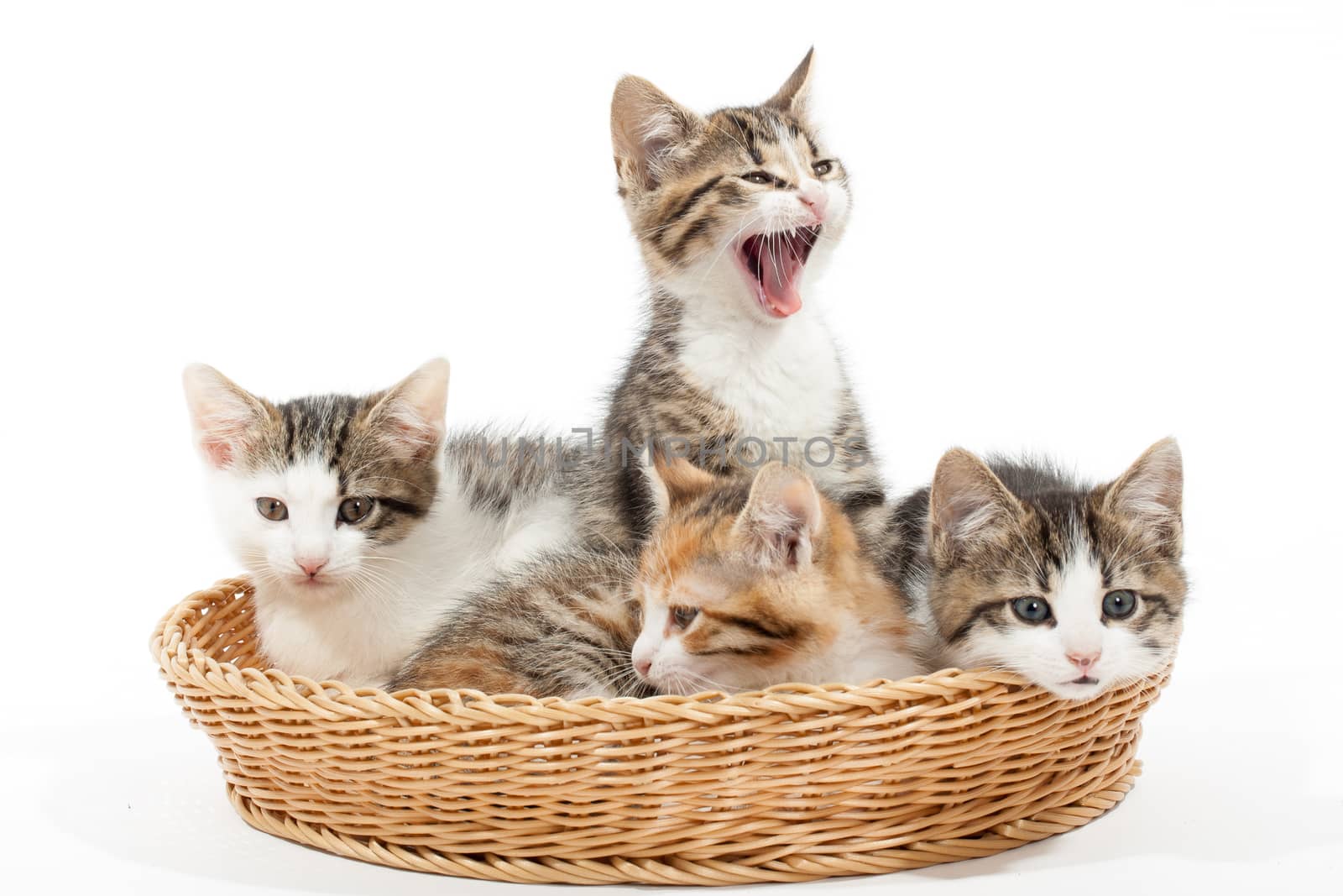 Studio shot of four young kittens lying in the basket