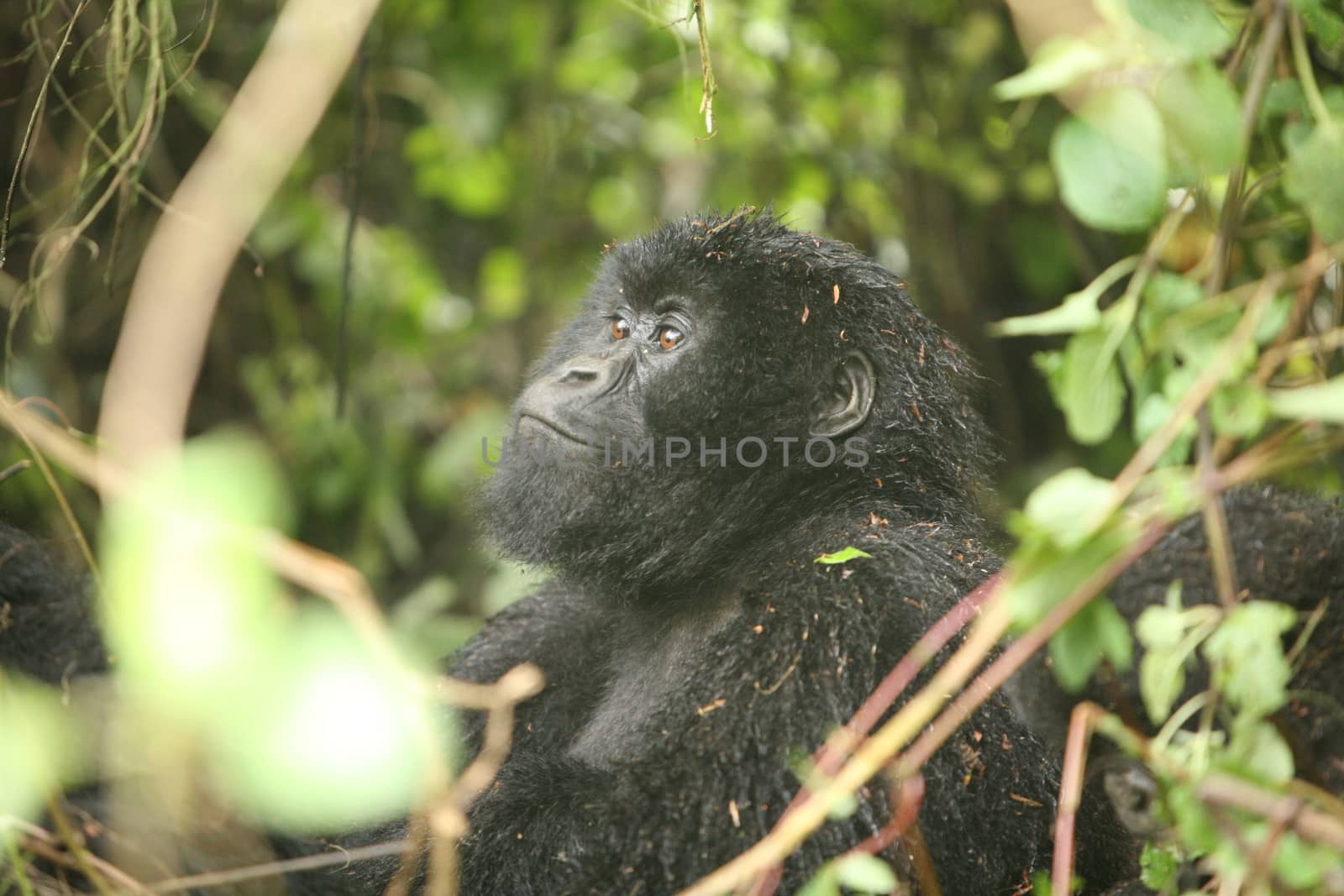 Wild Gorilla animal Rwanda Africa tropical Forest