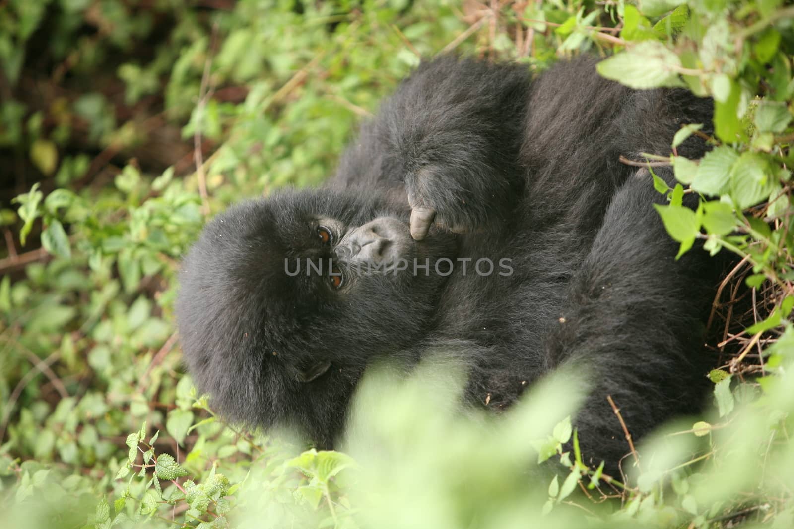 Wild Gorilla animal Rwanda Africa tropical Forest by desant7474