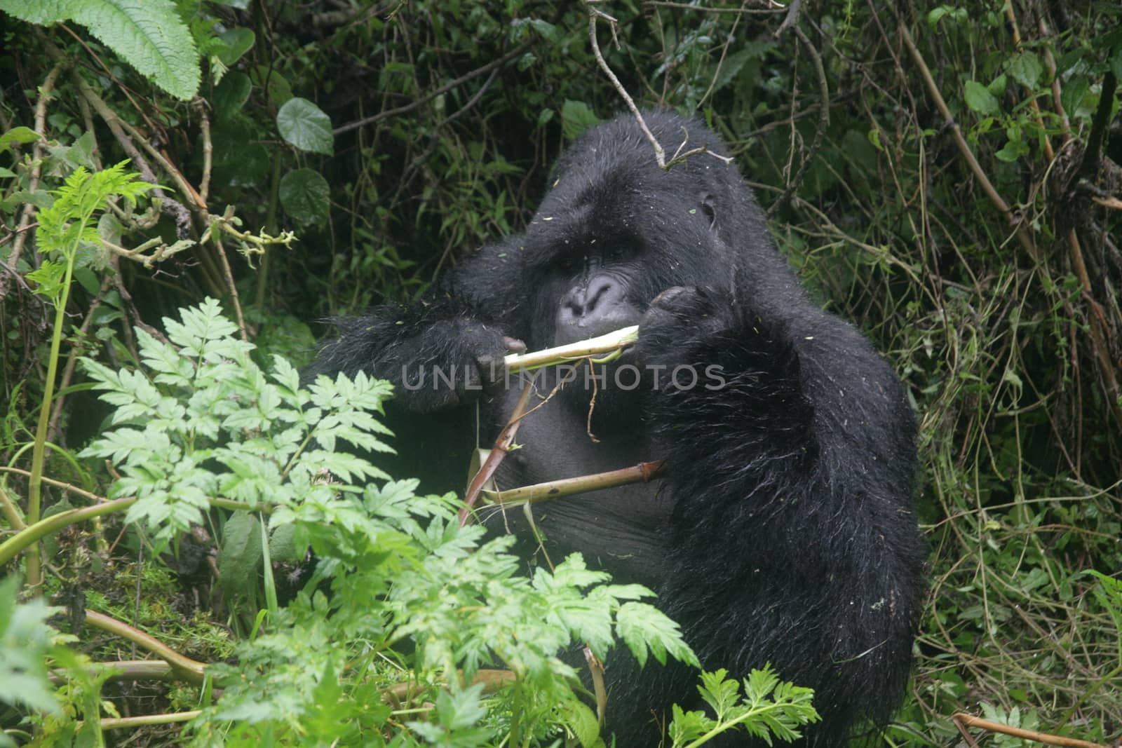 Wild Gorilla animal Rwanda Africa tropical Forest by desant7474