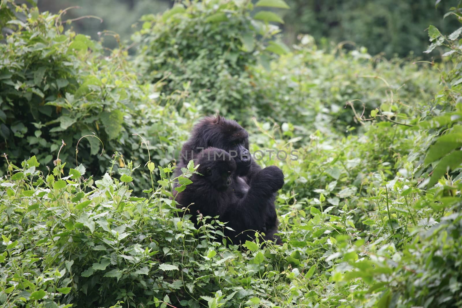 Wild Gorilla animal Rwanda Africa tropical Forest by desant7474