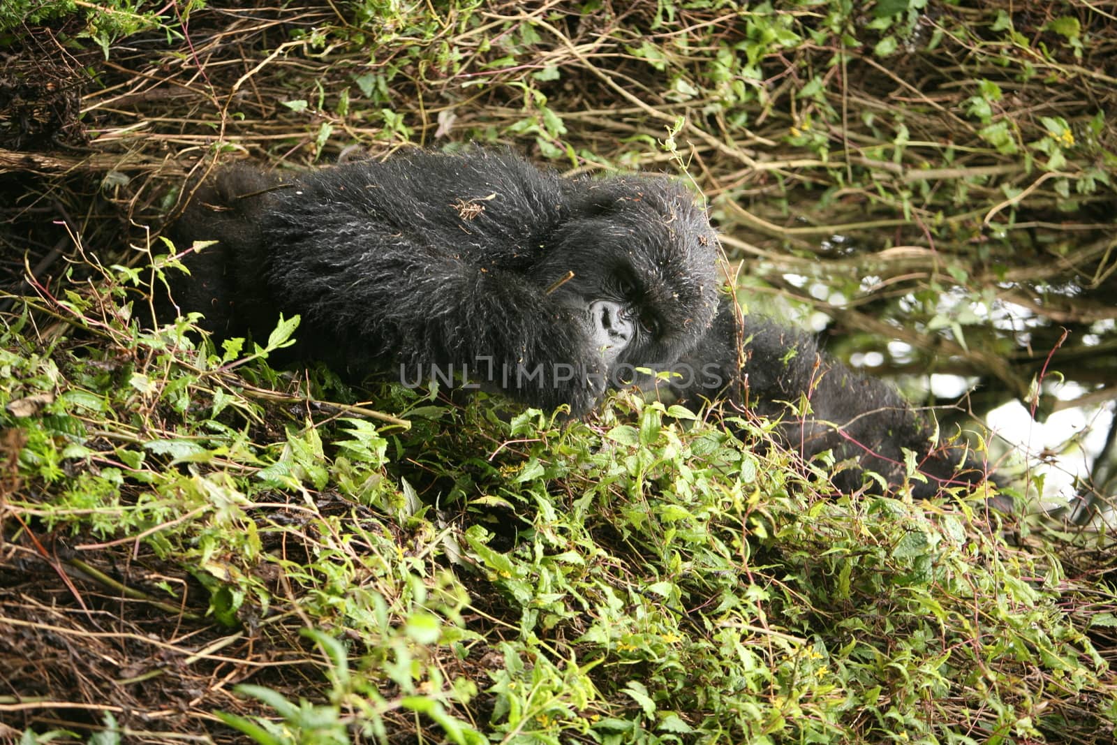 Wild Gorilla animal Rwanda Africa tropical Forest