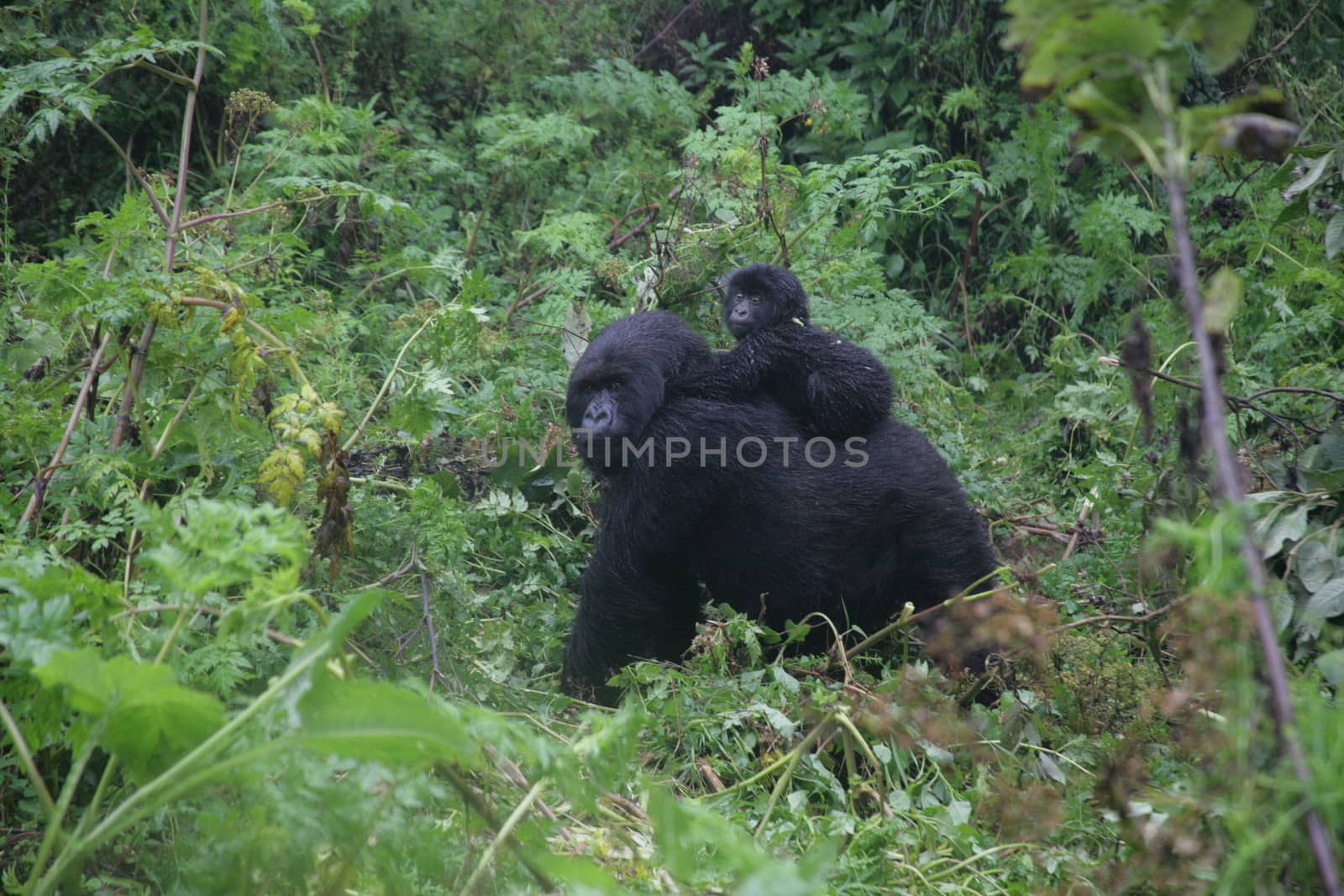 Wild Gorilla animal Rwanda Africa tropical Forest by desant7474