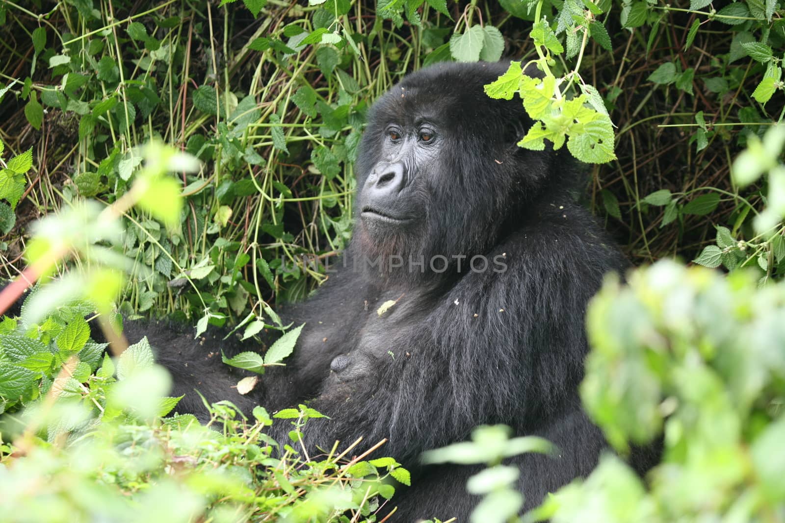 Wild Gorilla animal Rwanda Africa tropical Forest by desant7474