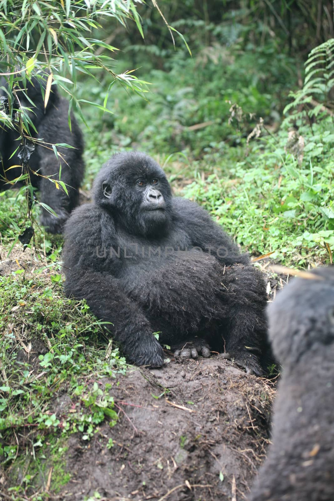 Wild Gorilla animal Rwanda Africa tropical Forest