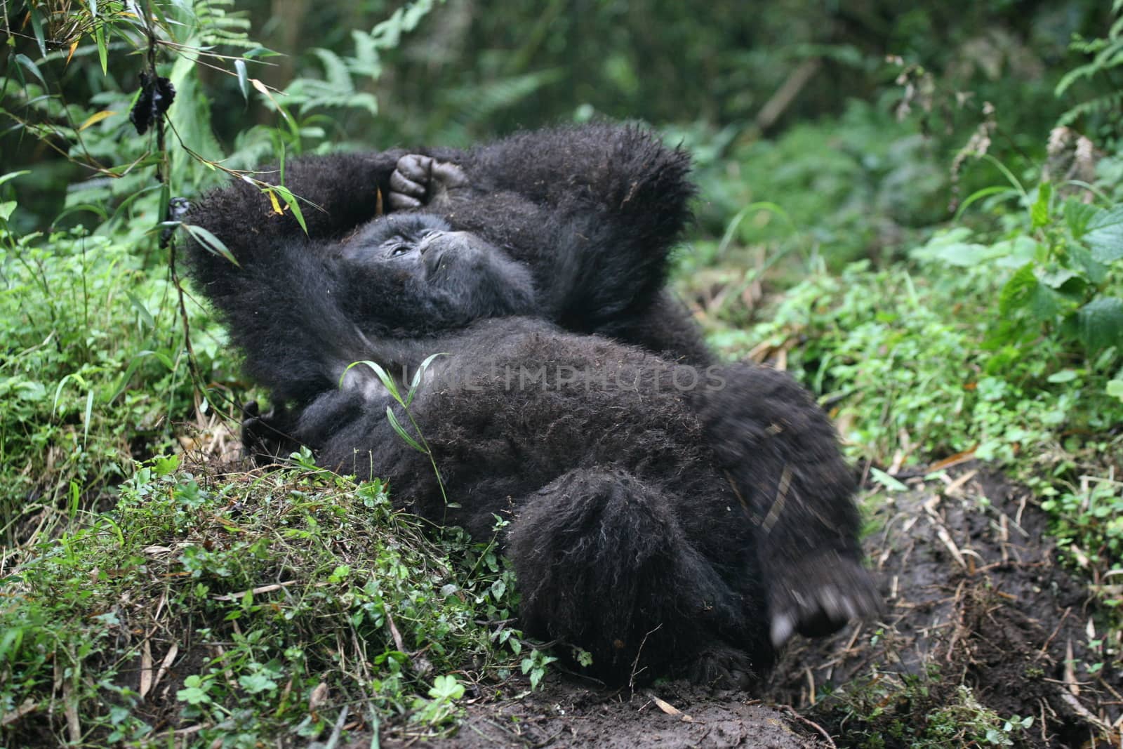 Wild Gorilla animal Rwanda Africa tropical Forest