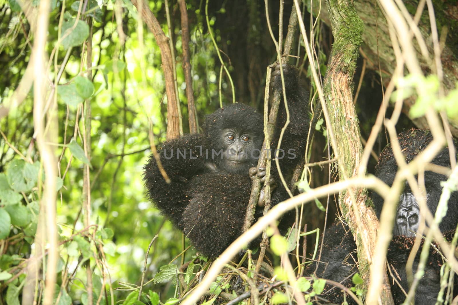 Wild Gorilla animal Rwanda Africa tropical Forest