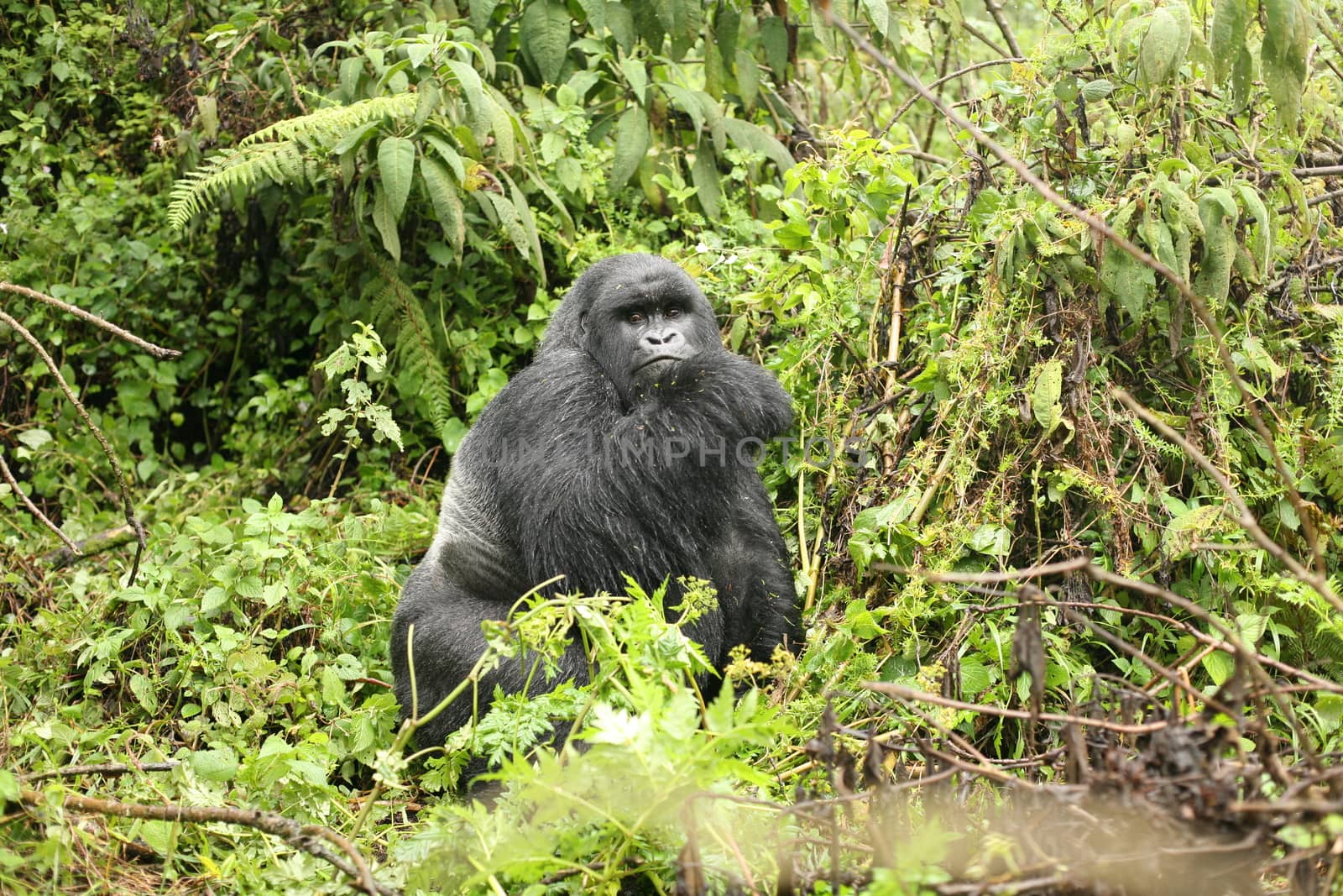 Wild Gorilla animal Rwanda Africa tropical Forest