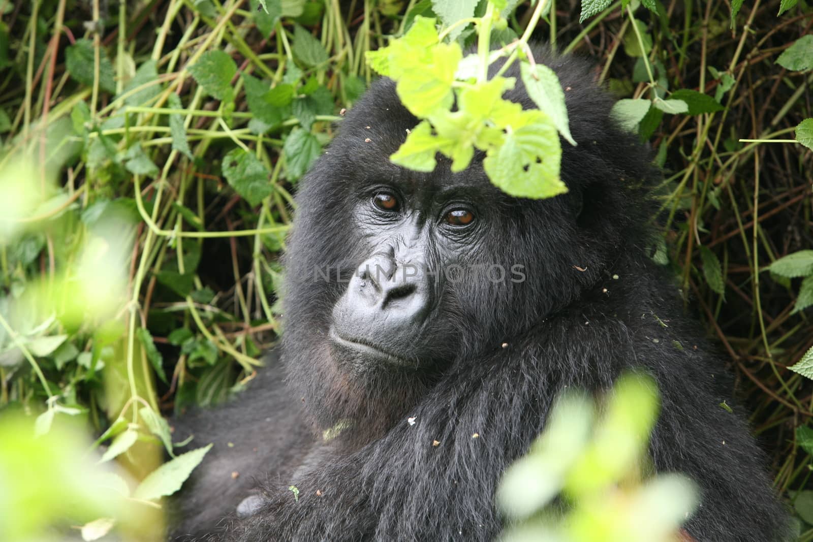 Wild Gorilla animal Rwanda Africa tropical Forest by desant7474