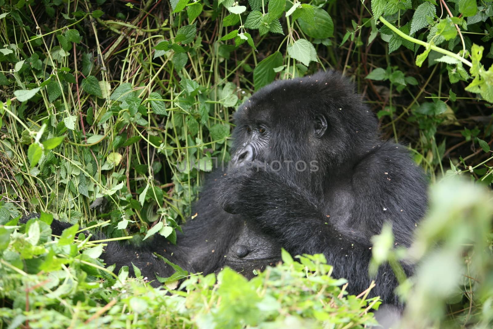 Wild Gorilla animal Rwanda Africa tropical Forest by desant7474