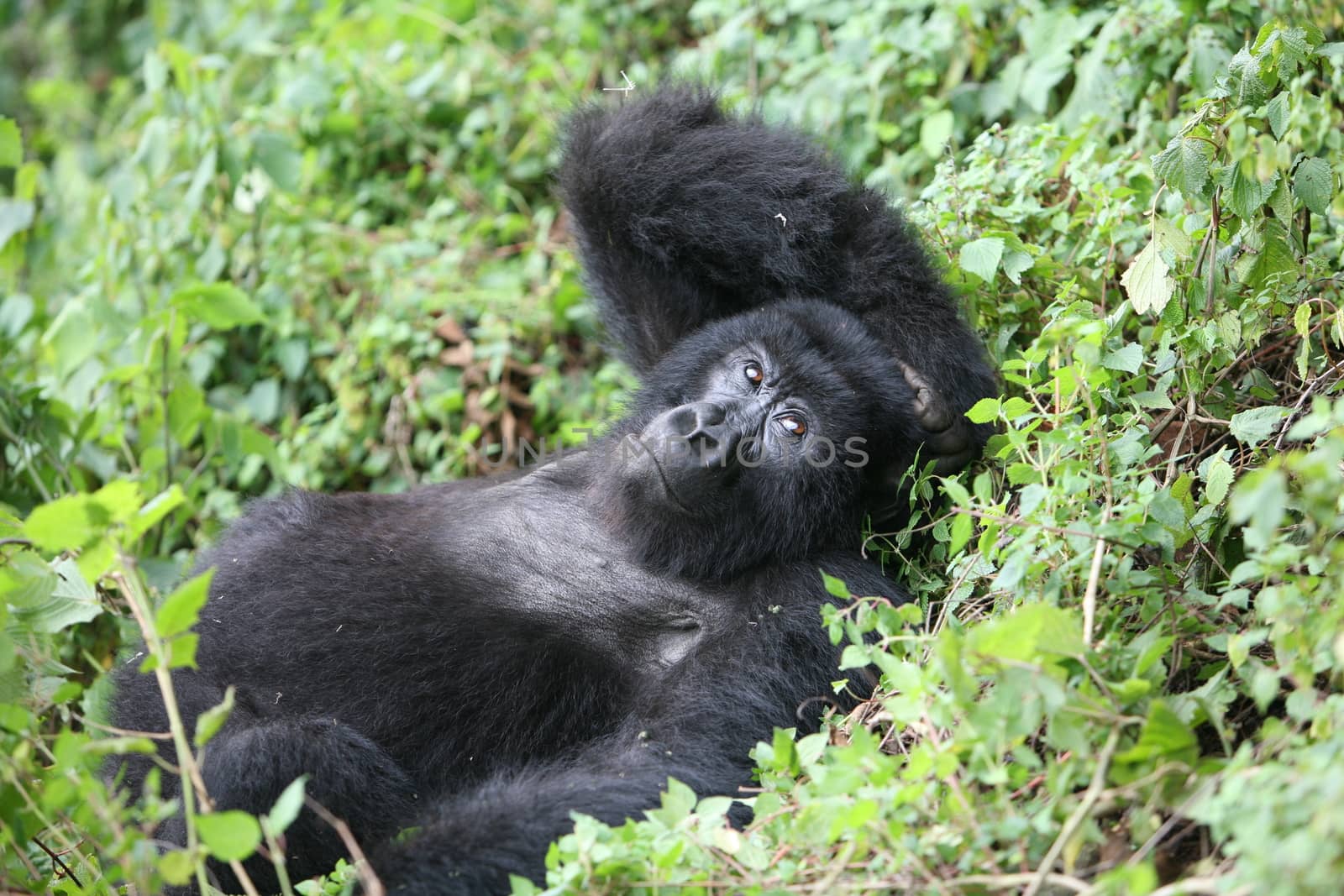 Wild Gorilla animal Rwanda Africa tropical Forest by desant7474