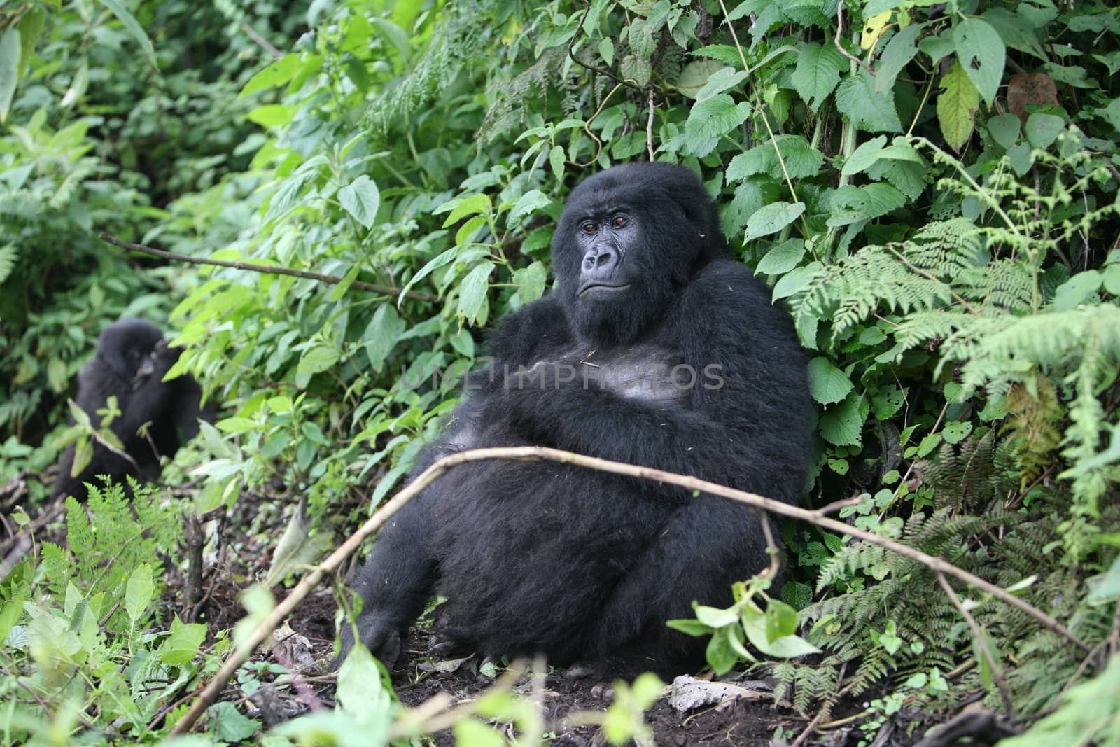 Wild Gorilla animal Rwanda Africa tropical Forest by desant7474