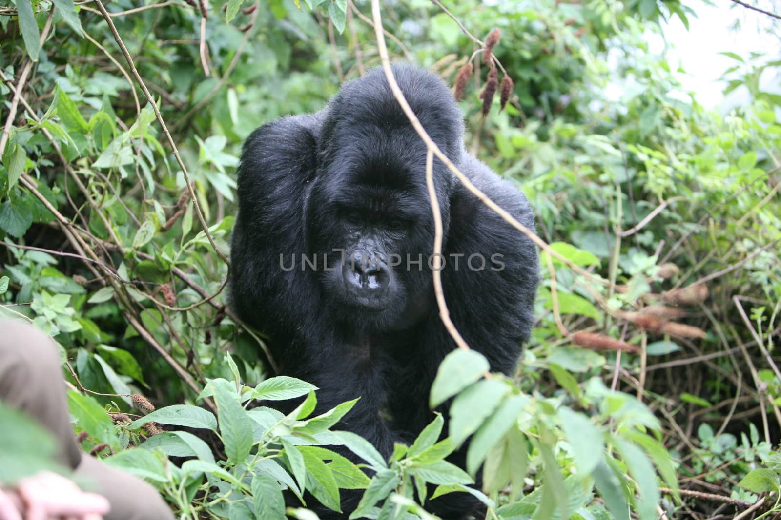 Wild Gorilla animal Rwanda Africa tropical Forest by desant7474