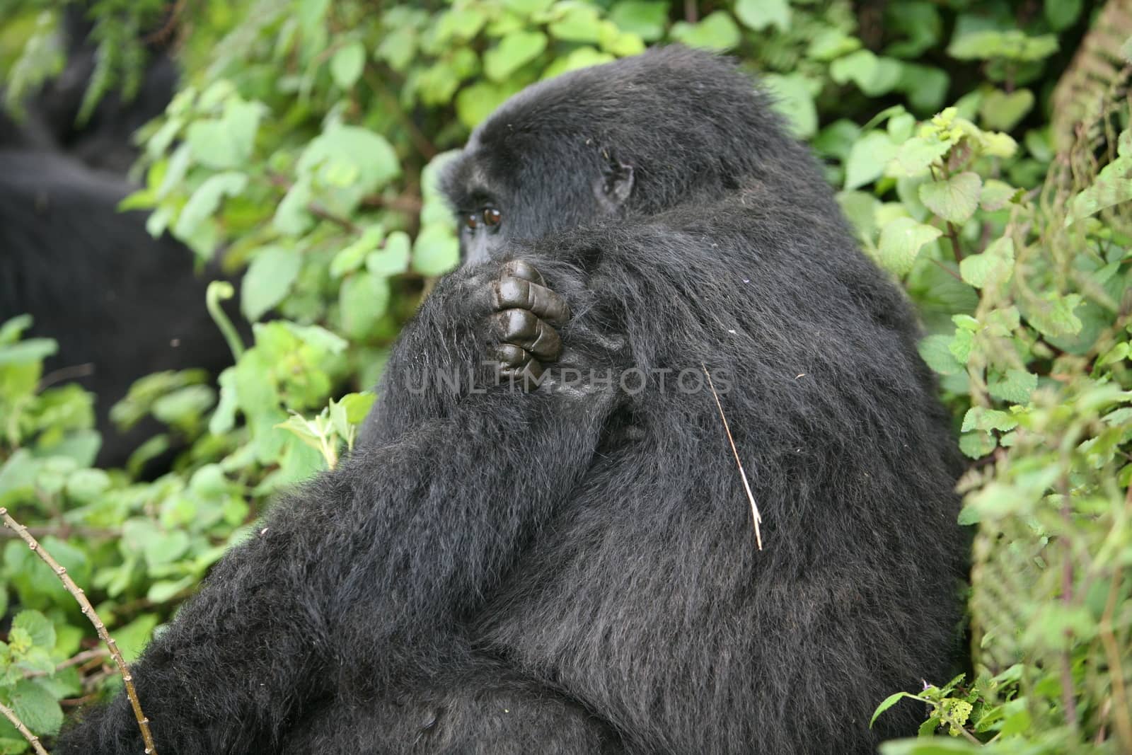 Wild Gorilla animal Rwanda Africa tropical Forest by desant7474