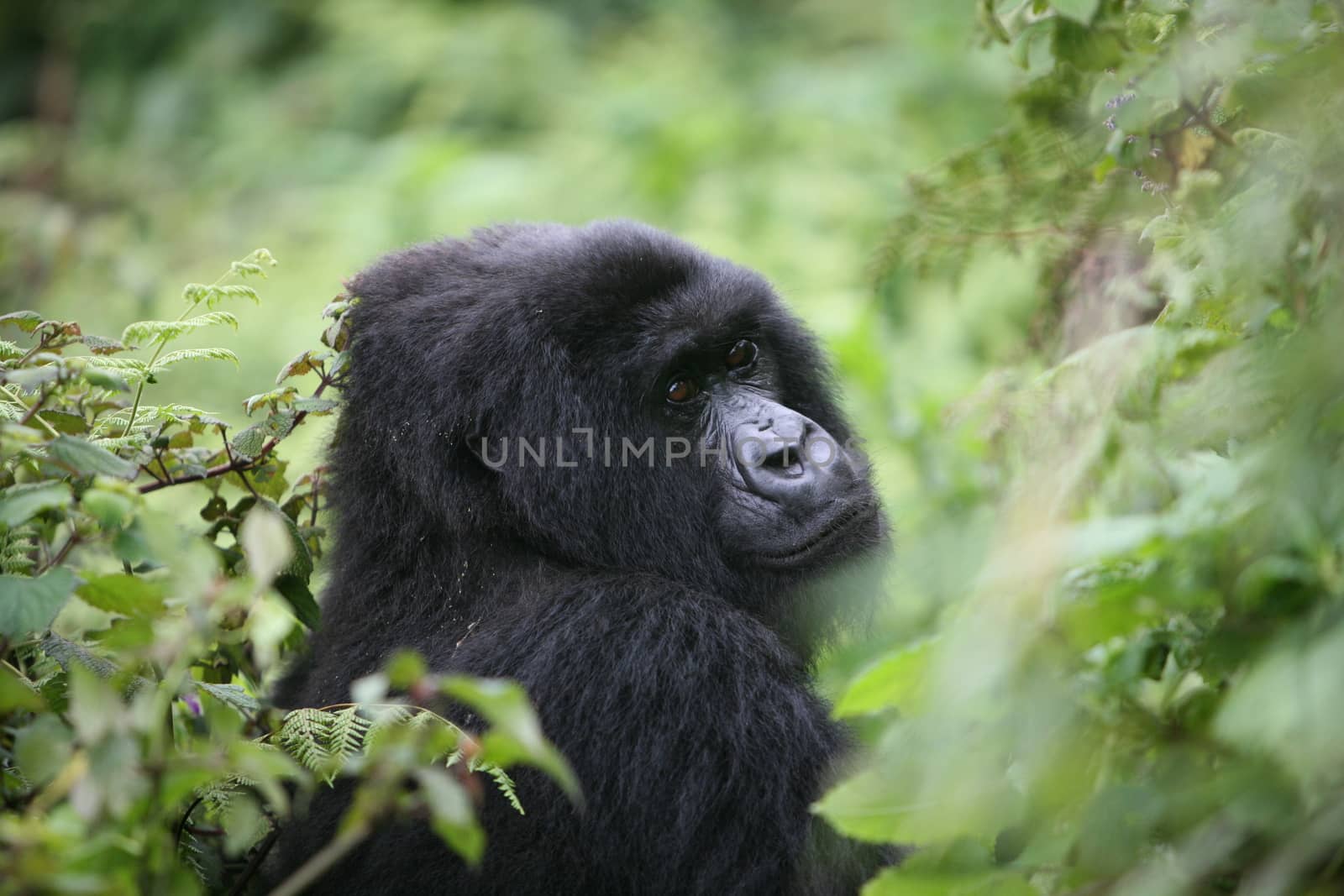 Wild Gorilla animal Rwanda Africa tropical Forest