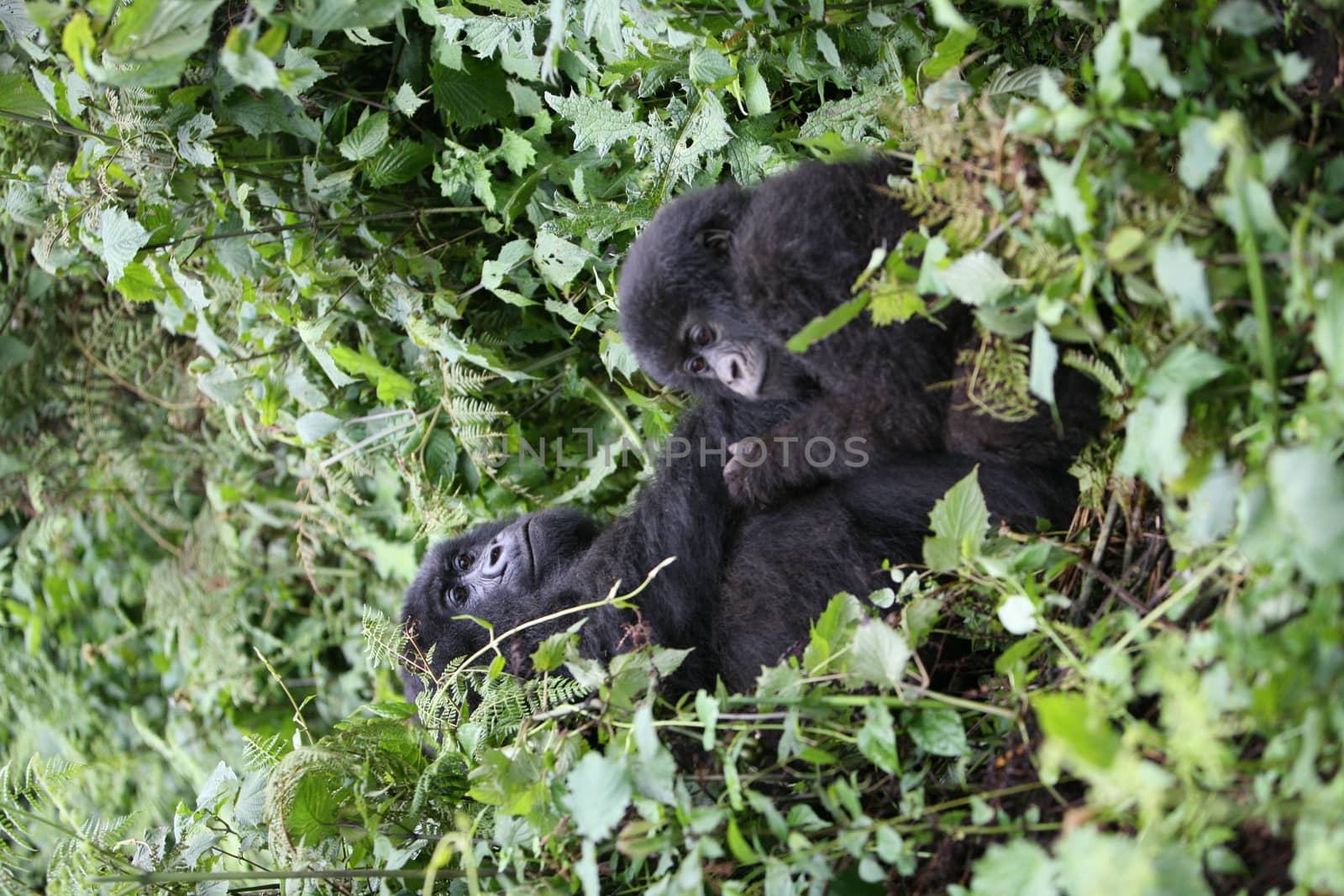 Wild Gorilla animal Rwanda Africa tropical Forest by desant7474