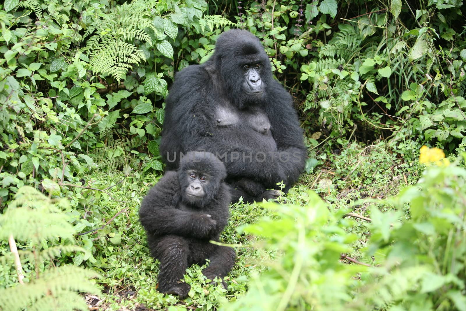 Wild Gorilla animal Rwanda Africa tropical Forest