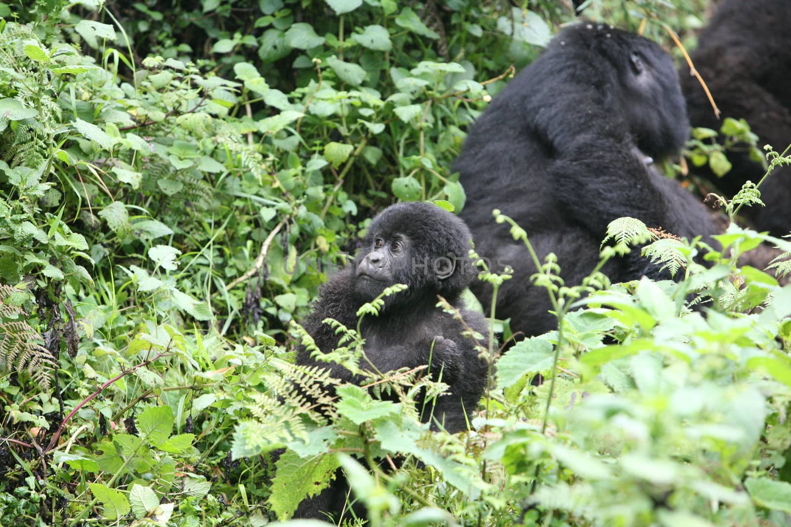 Wild Gorilla animal Rwanda Africa tropical Forest