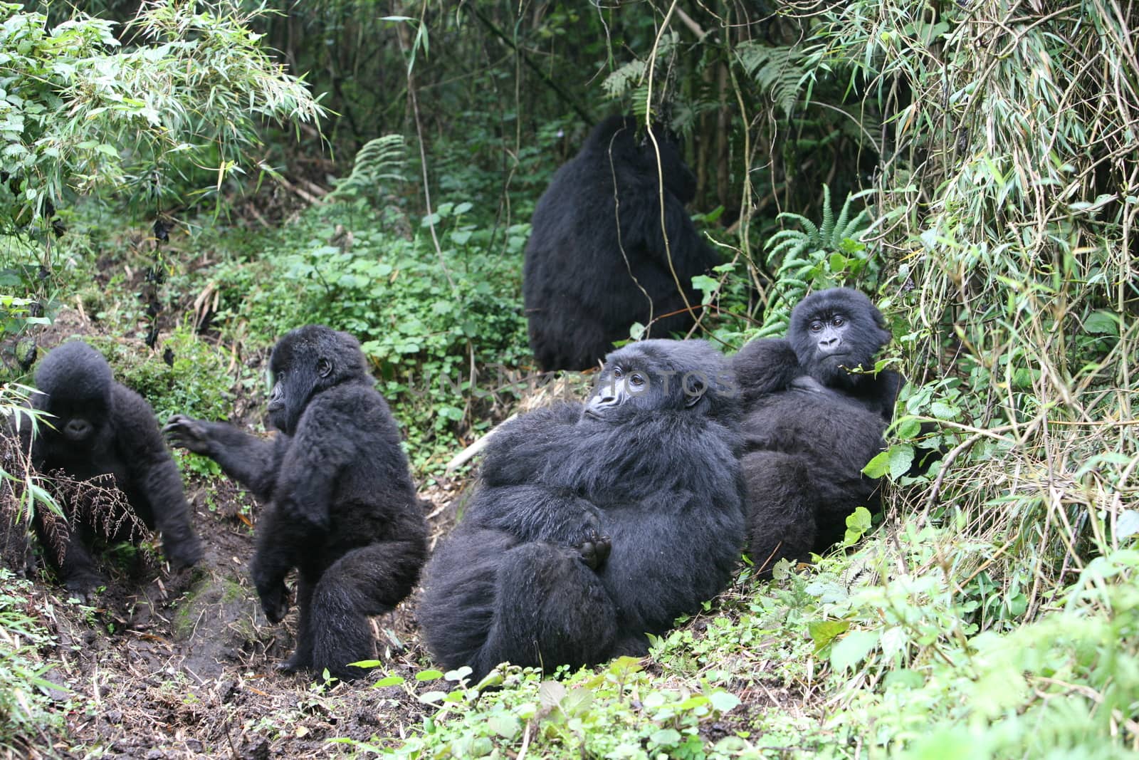 Wild Gorilla animal Rwanda Africa tropical Forest