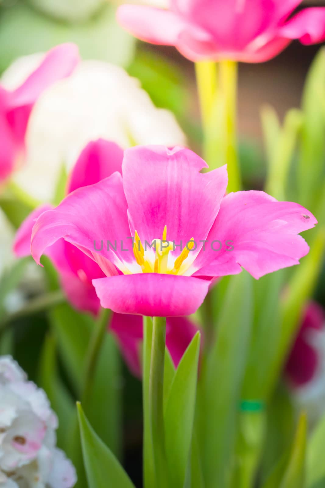 Tulip. Beautiful bouquet of tulips. colorful tulips. by teerawit