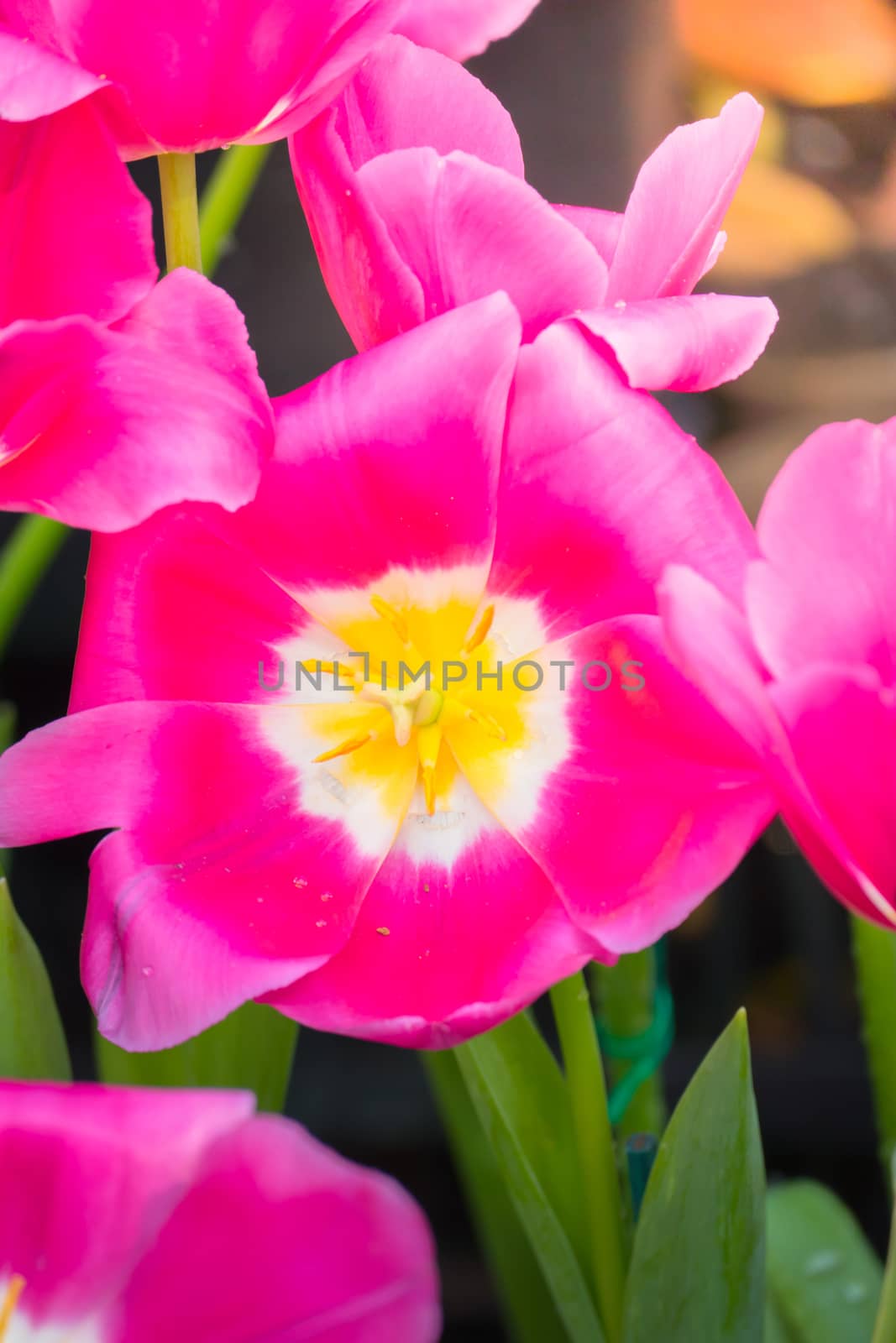 Tulip. Beautiful bouquet of tulips. colorful tulips. by teerawit