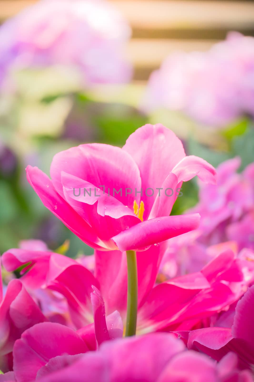 Tulip. Beautiful bouquet of tulips. colorful tulips. by teerawit