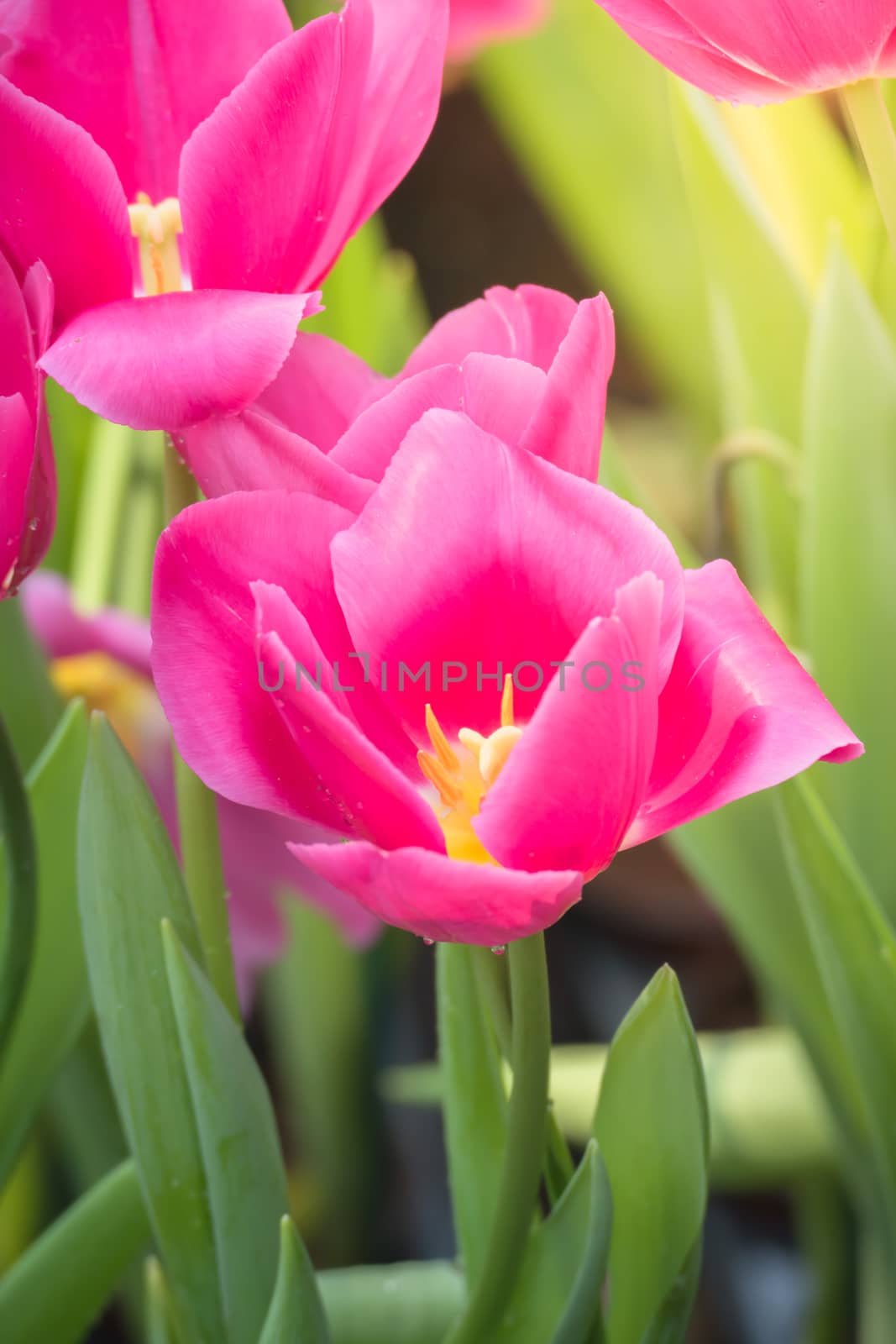 Tulip. Beautiful bouquet of tulips. colorful tulips. by teerawit