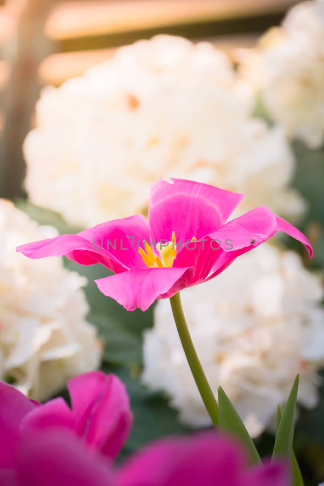 Tulip. Beautiful bouquet of tulips. colorful tulips. tulips in spring,colourful tulip