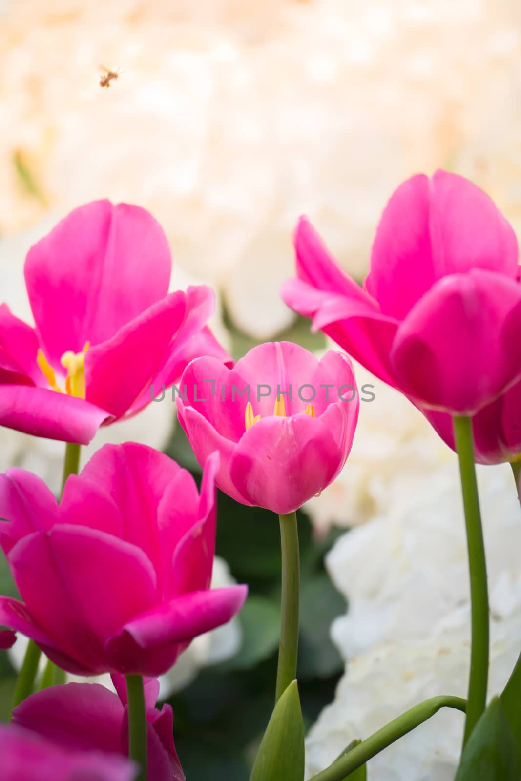 Tulip. Beautiful bouquet of tulips. colorful tulips. by teerawit