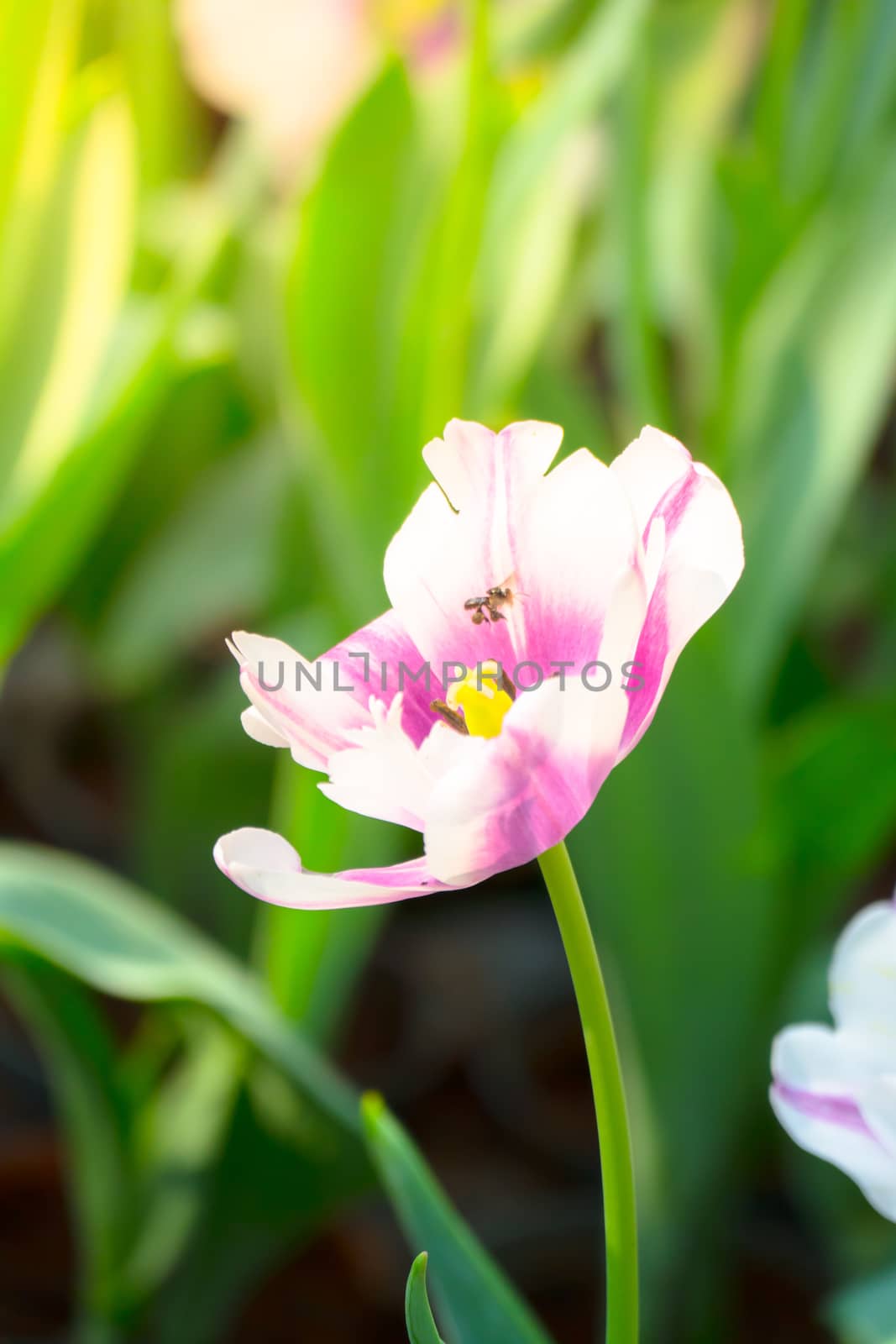 Tulip. Beautiful bouquet of tulips. colorful tulips. by teerawit