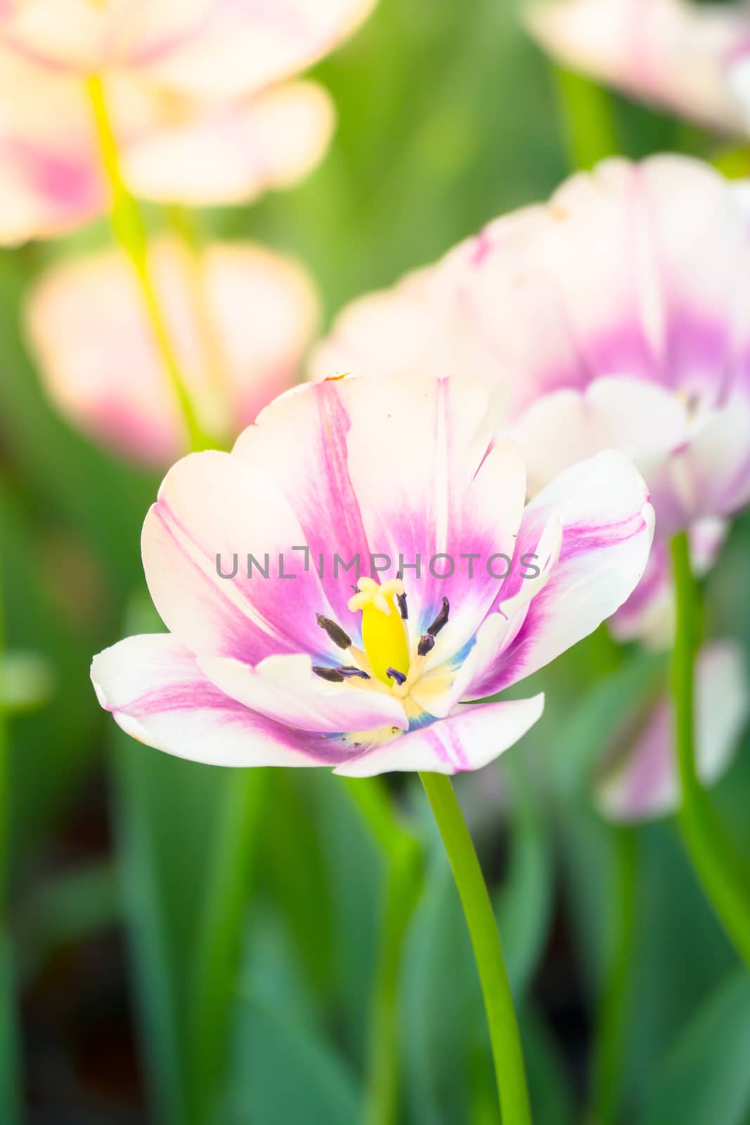 Tulip. Beautiful bouquet of tulips. colorful tulips. by teerawit