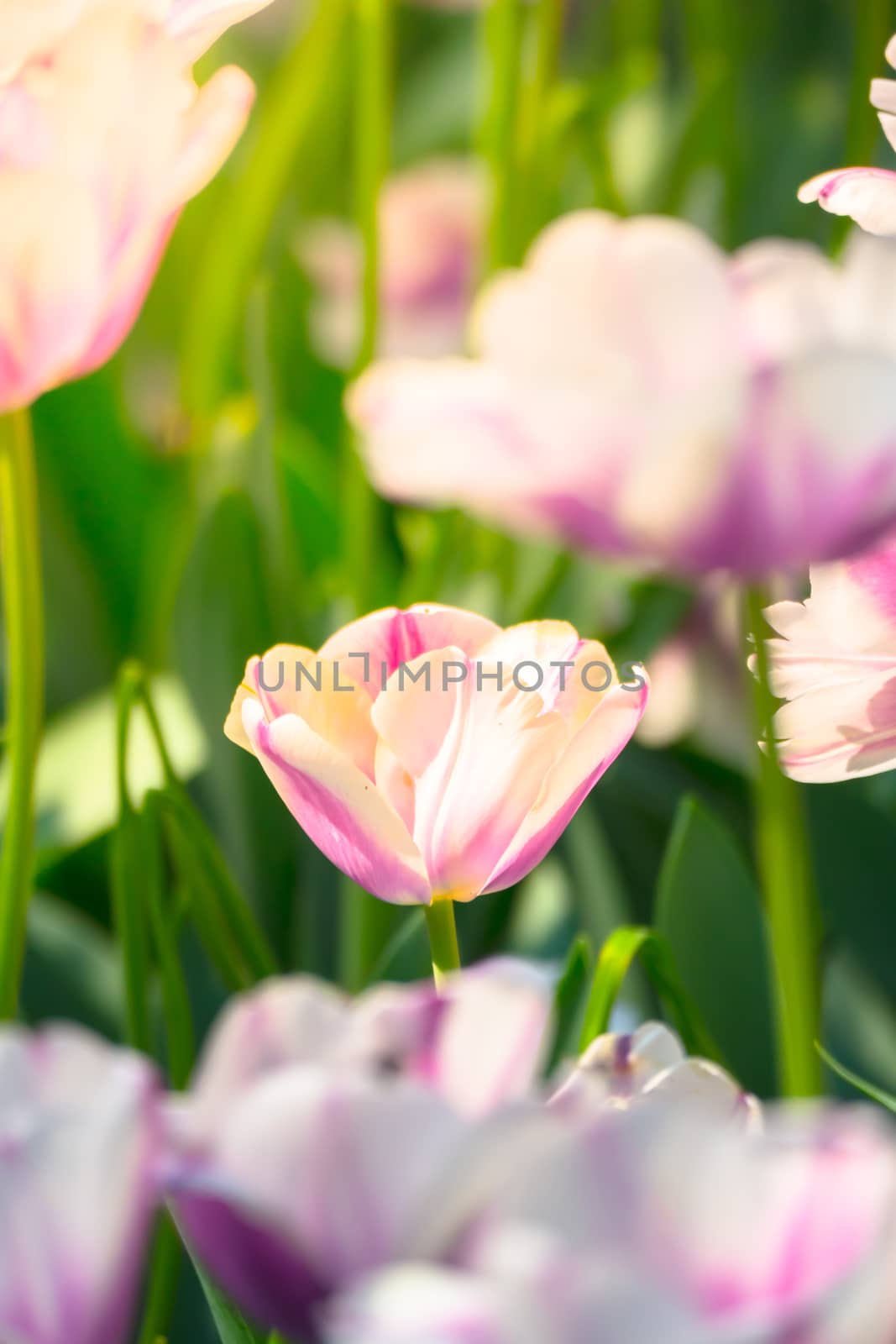 Tulip. Beautiful bouquet of tulips. colorful tulips. by teerawit